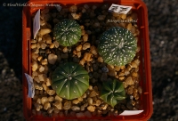 Имя файла=Astrophytum_07_11.jpg
Размер файла=269КБ
Размеры=1000x682
Дата=Сент 15, 2011 Astrophytum_07_11.jpg