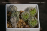 Имя файла=Astrophytum_and_Echinocereus_07_12-1.jpg
Размер файла=182КБ
Размеры=1000x665
Дата=Сент 06, 2012 Astrophytum_and_Echinocereus_07_12-1.jpg