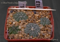 Astrophytum_sp_02_13-1.jpg