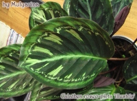 Calathea_roseo-picta_illustris-1.jpg