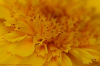 Calendula_officinalis_2008-3.jpg