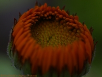 Calendula_officinalis_2008-4.jpg