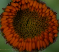 Calendula_officinalis_2008-5.jpg