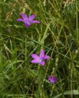 Campanula_patula.jpg