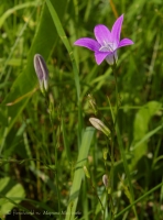 Campanula_patula_2.jpg