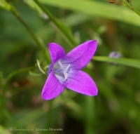 Campanula_patula_3.jpg