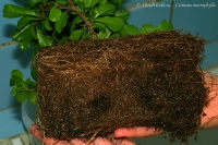 Carmona_macrophylla_repotting_1-1.jpg