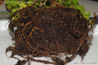 Carmona_macrophylla_rooting_10_09_1.jpg