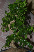 Carmona_microphylla_1-2.jpg