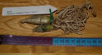 Имя файла=Catasetum_fimbriatum_G_H-1.jpg
Размер файла=159КБ
Размеры=1000x540
Дата=Окт 01, 2008 Catasetum_fimbriatum_G_H-1.jpg