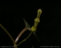 Ceropegia_linearis_ssp_woodii_3-1.jpg