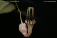 Ceropegia_linearis_ssp_woodii_4-1.jpg