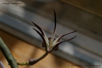 Ceropegia_stapeliiformis_09_10-3.jpg