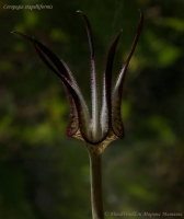 Ceropegia_stapeliiformis_09_10-5.jpg