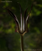 Ceropegia_stapeliiformis_09_10-5.jpg