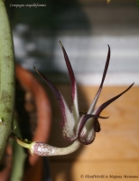 Ceropegia_stapeliiformis_09_10-8.jpg