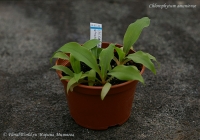 Chlorophytum_amaniense_9_11-1.jpg