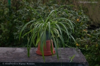 Chlorophytum_capense_9_11-1.jpg