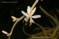 Имя файла=Chlorophytum_comosum_Bonnie_08_09.jpg
Размер файла=112КБ
Размеры=1000x665
Дата=Дек 13, 2009 Chlorophytum_comosum_Bonnie_08_09.jpg
