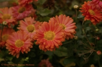 Chrysanthemum_sp_9_11-2.jpg