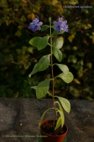 Clerodendrum_ugandense_101_11-4.jpg