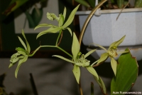 Имя файла=Coelogyne_brachyptera_2-1.jpg
Размер файла=158КБ
Размеры=1000x665
Дата=Апр 02, 2009 Coelogyne_brachyptera_2-1.jpg