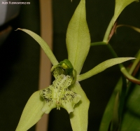 Имя файла=Coelogyne_brachyptera_2-2.jpg
Размер файла=301КБ
Размеры=1000x939
Дата=Апр 02, 2009 Coelogyne_brachyptera_2-2.jpg