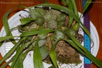 Имя файла=Coelogyne_cristata-1-2.jpg
Размер файла=204КБ
Размеры=1000x665
Дата=Окт 10, 2008 Coelogyne_cristata-1-2.jpg