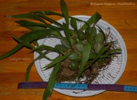 Имя файла=Coelogyne_cristata-1.jpg
Размер файла=196КБ
Размеры=1000x732
Дата=Окт 10, 2008 Coelogyne_cristata-1.jpg