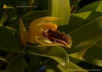 Имя файла=Coelogyne_odorasis_02-09-09_3-1.jpg
Размер файла=175КБ
Размеры=1000x714
Дата=Сент 28, 2009 Coelogyne_odorasis_02-09-09_3-1.jpg