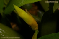 Имя файла=Coelogyne_odorasis_09_3-2.jpg
Размер файла=121КБ
Размеры=1000x665
Дата=Авг 09, 2009 Coelogyne_odorasis_09_3-2.jpg