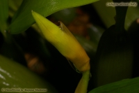 Coelogyne_odorasis_09_3-2.jpg