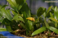 Coelogyne_odorasis_09_3-4.jpg