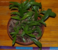 Имя файла=Coelogyne_odorasis_1-1.jpg
Размер файла=241КБ
Размеры=1000x864
Дата=Окт 10, 2008 Coelogyne_odorasis_1-1.jpg