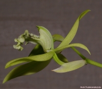 Coelogyne_virescens_2-1.jpg