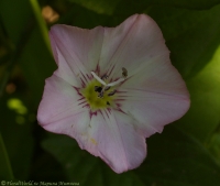 Convolvulus_arvensis_2008-1.jpg