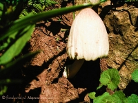 Coprinus_sp2.jpg