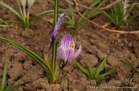 Crocus_1(1).jpg