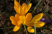 Crocus_4.jpg