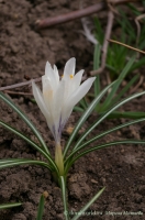 Crocus_5.jpg