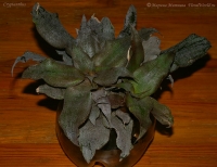 Имя файла=Cryptanthus_1-2.jpg
Размер файла=173КБ
Размеры=945x730
Дата=Окт 12, 2008 Cryptanthus_1-2.jpg