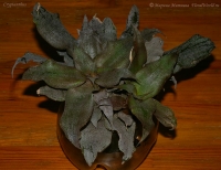 Cryptanthus_1-2.jpg