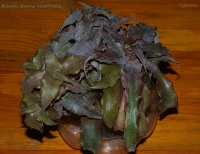 Имя файла=Cryptanthus_2-1.jpg
Размер файла=205КБ
Размеры=1000x770
Дата=Окт 12, 2008 Cryptanthus_2-1.jpg
