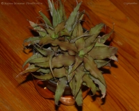 Имя файла=Cryptanthus_5-1.jpg
Размер файла=153КБ
Размеры=1000x809
Дата=Окт 12, 2008 Cryptanthus_5-1.jpg