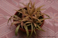 Cryptanthus_sp_05_11-1.jpg