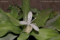 Cryptanthus_sp__flowers_2-1.jpg