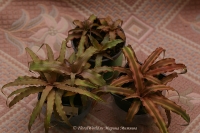 Cryptanthus_ssp_05_11-2.jpg