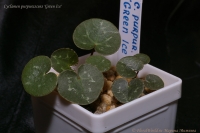 Cyclamen-_purpurascens_Green_Ice_09_12-4.jpg