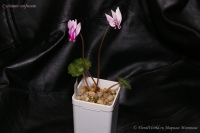 Cyclamen_confusum_09_12-10.jpg