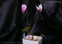 Cyclamen_confusum_09_12-9.jpg